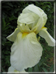 foto Fiori